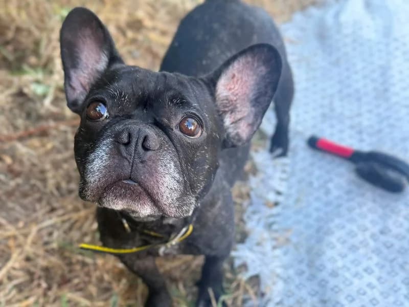 Oreo, female 4yo English Bulldog for adoption at Dogs Trust Shrewsbury, Telford
