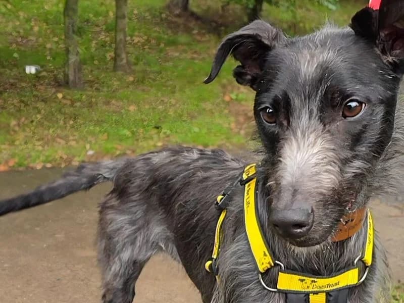 Jenny, female 3yo Whippet for adoption at Dogs Trust Shrewsbury, Telford