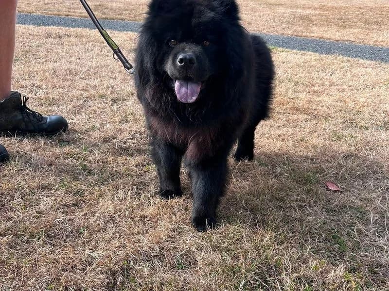 Fuzzy, male young Chow Chow for adoption at Dogs Trust Shrewsbury, Telford
