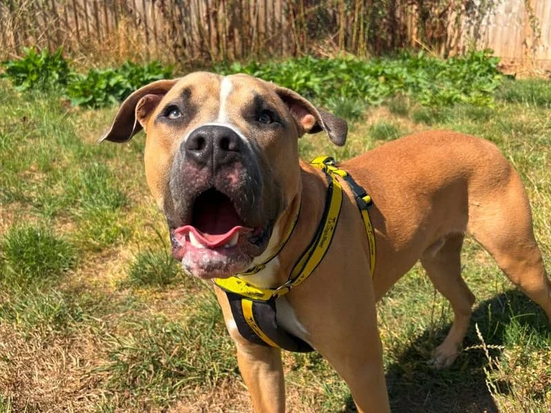 Simon, male young Staffordshire Bull Terrier for adoption at Dogs Trust Shrewsbury, Telford