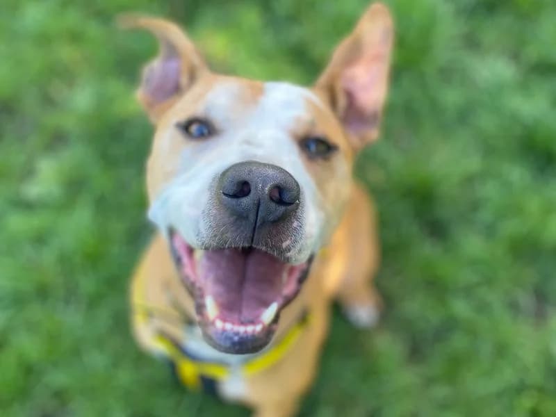 Sammy, male senior Staffordshire Bull Terrier for adoption at Dogs Trust Shrewsbury, Telford