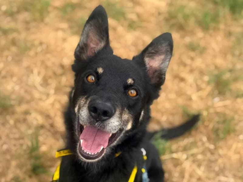 Cash, male 3yo Border Collie for adoption at Dogs Trust Shrewsbury, Telford