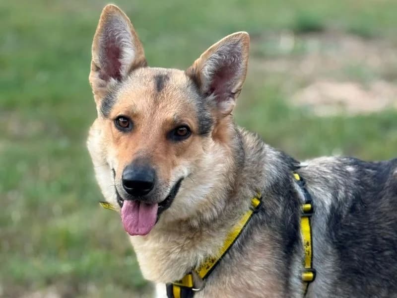 Greta, female 3yo mixed breed for adoption at Dogs Trust Shrewsbury, Telford
