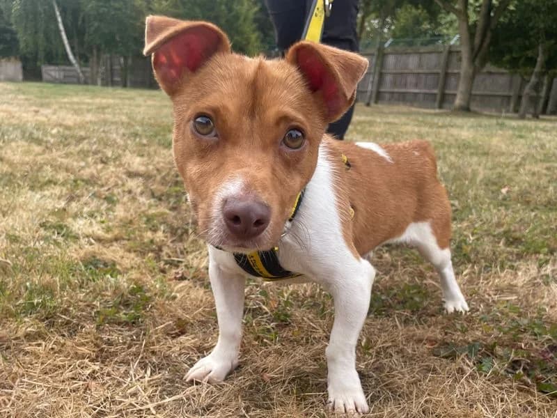 Chum, male 3yo Jack Russell Terrier for adoption at Dogs Trust Shrewsbury, Telford
