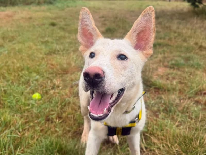 Noah, male puppy Husky for adoption at Dogs Trust Shrewsbury, Telford