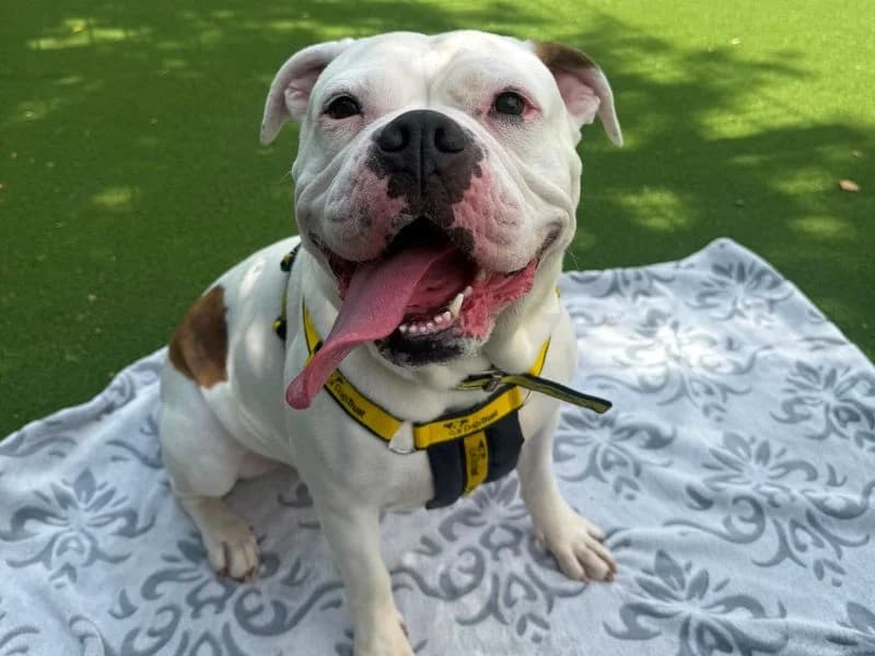 Betty, female 5yo English Bulldog for adoption at Dogs Trust Shrewsbury, Telford