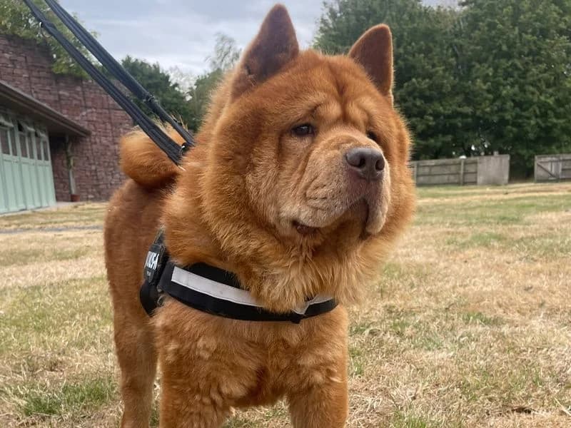 Aslan, male 3yo Chow Chow for adoption at Dogs Trust Shrewsbury, Telford