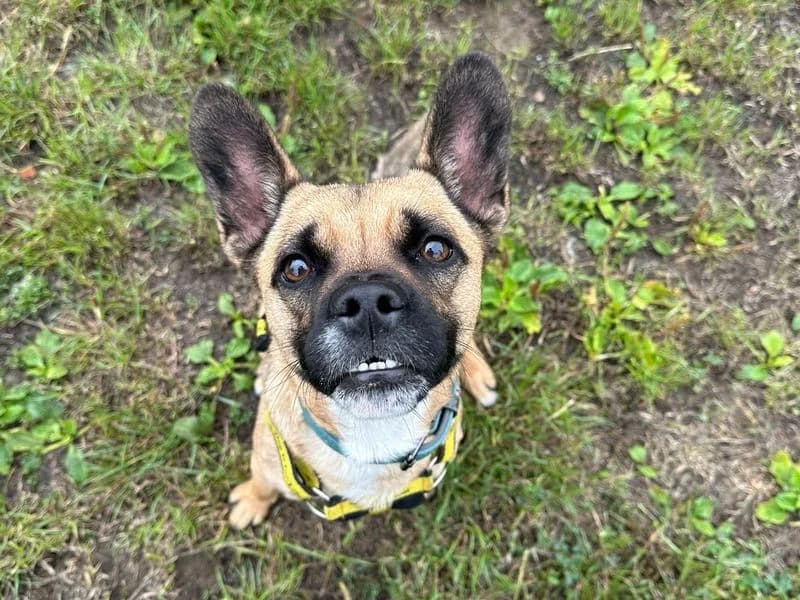 Rolo, female young English Bulldog for adoption at Dogs Trust Shrewsbury, Telford