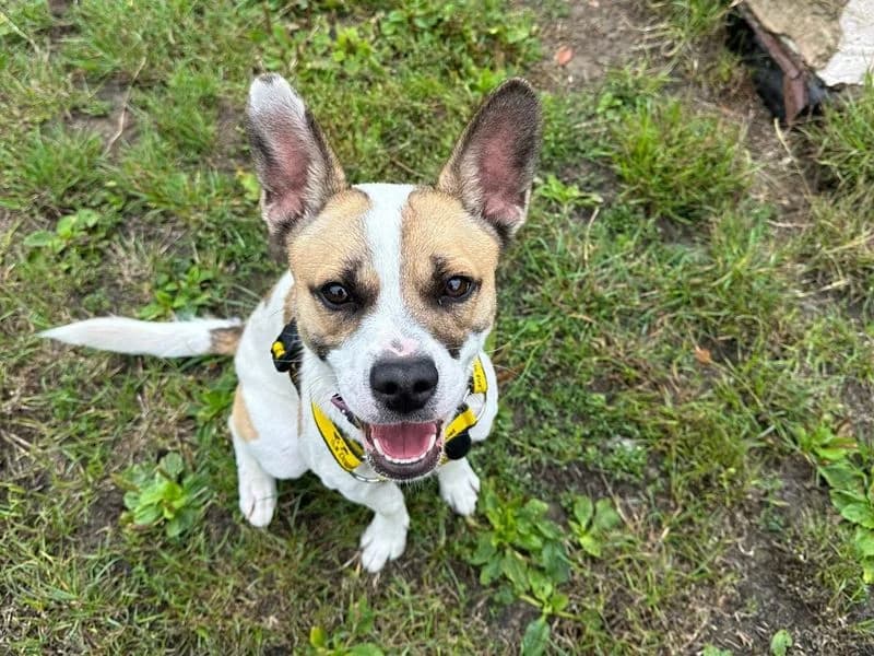 Skye, female young English Bulldog for adoption at Dogs Trust Shrewsbury, Telford