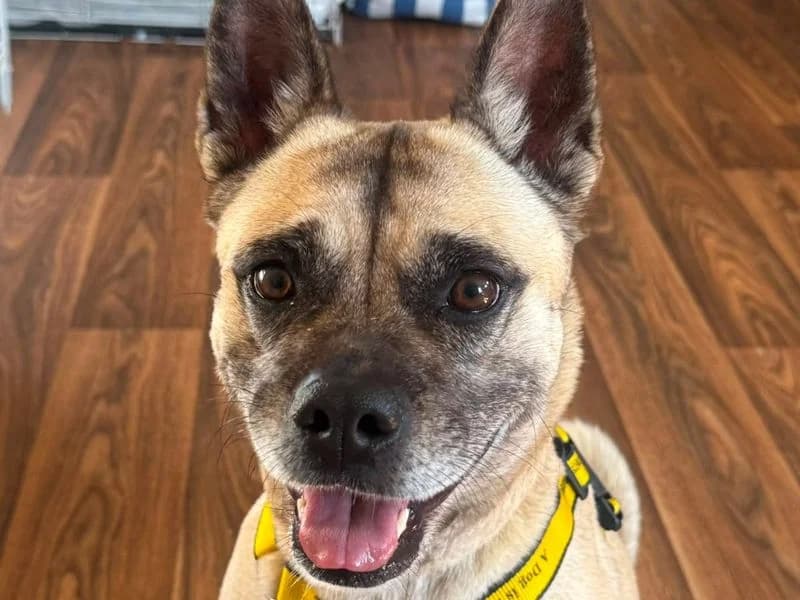 Lulu, female 3yo Pug for adoption at Dogs Trust Shrewsbury, Telford