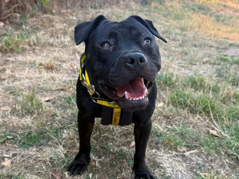 Bonnie, female 4yo Staffordshire Bull Terrier for adoption at Dogs Trust Shrewsbury, Telford
