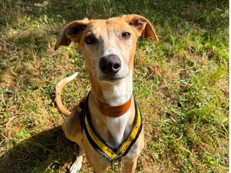Reef, male 4yo Lurcher for adoption at Dogs Trust Shrewsbury, Telford