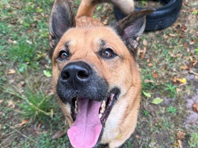 Fudge, male 5yo Akita for adoption at Dogs Trust Shrewsbury, Telford