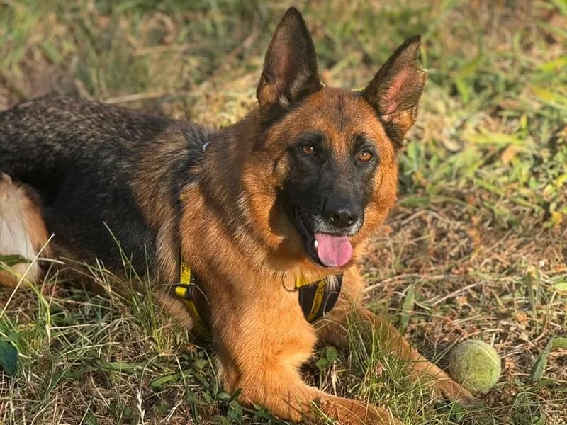 Boots, female young mixed breed for adoption at Dogs Trust Shrewsbury, Telford