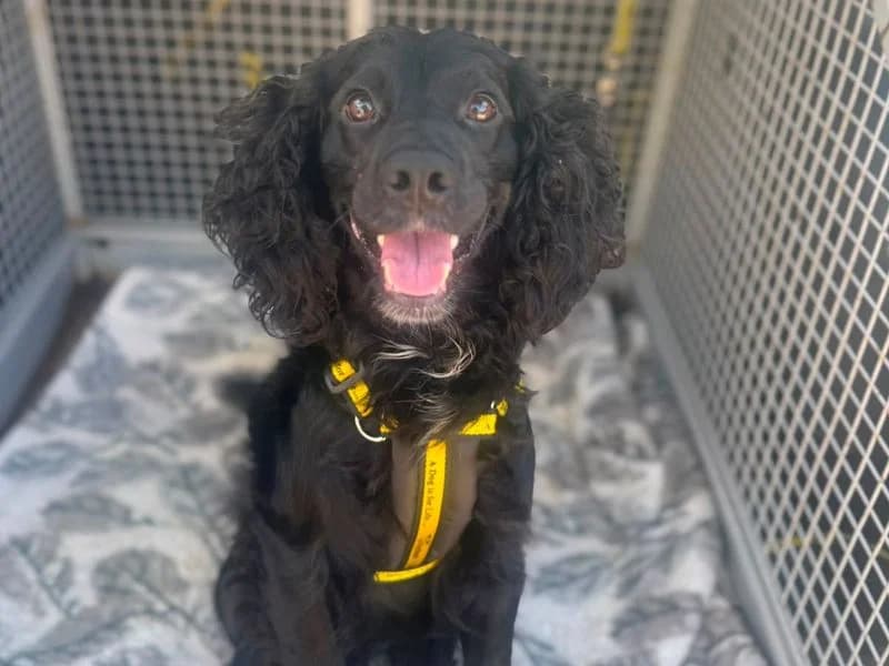 Pete, male young Cocker Spaniel for adoption at Dogs Trust Shrewsbury, Telford