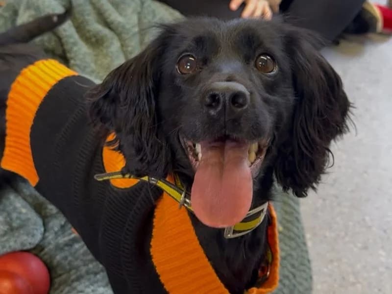 Olive, female 5yo Cocker Spaniel for adoption at Dogs Trust Shrewsbury, Telford