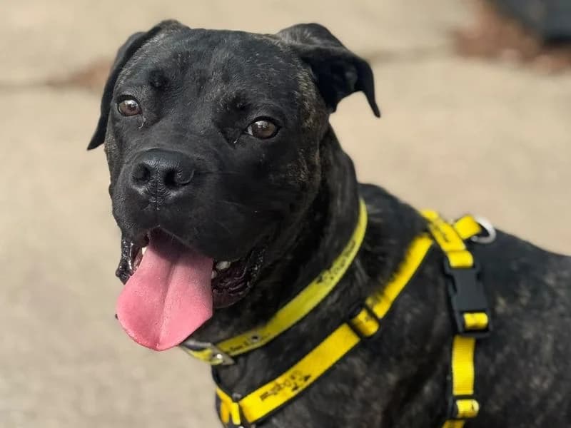 Rambo, male young Mastiff for adoption at Dogs Trust Shrewsbury, Telford