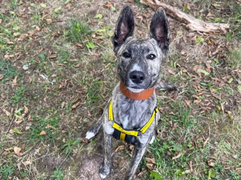 Felicity, female young Lurcher for adoption at Dogs Trust Shrewsbury, Telford
