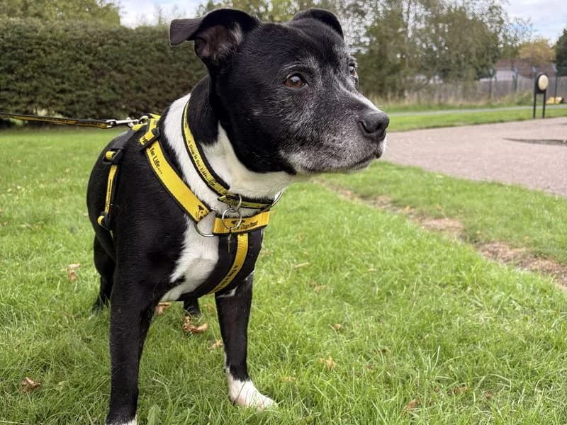 Benson, male senior Staffordshire Bull Terrier for adoption at Dogs Trust Shrewsbury, Telford
