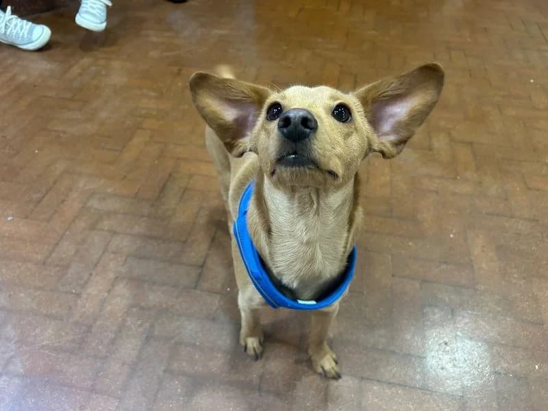 Vinny, male puppy Chihuahua for adoption at Dogs Trust Shrewsbury, Telford