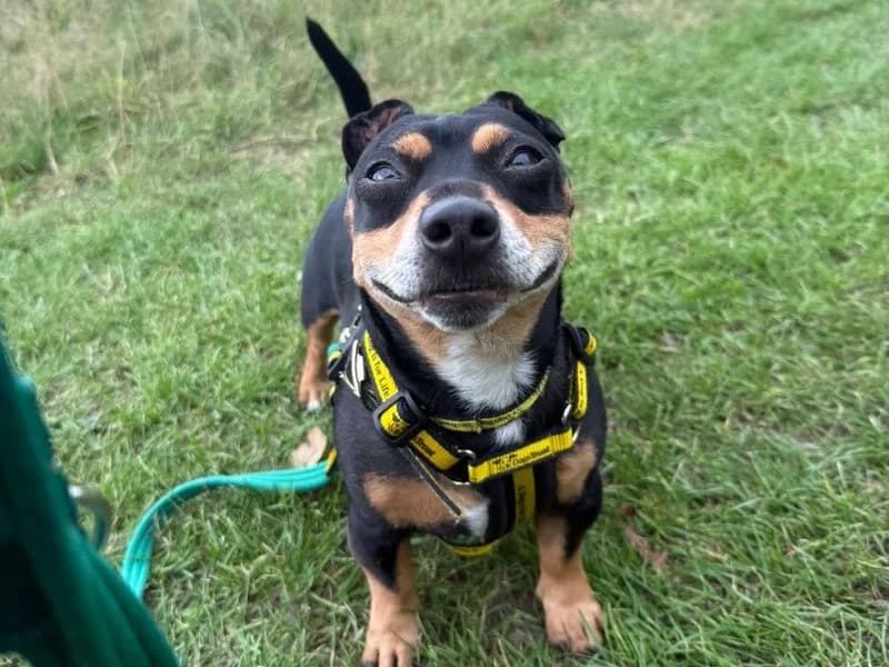Robbie, male 7yo Jack Russell Terrier for adoption at Dogs Trust Shrewsbury, Telford