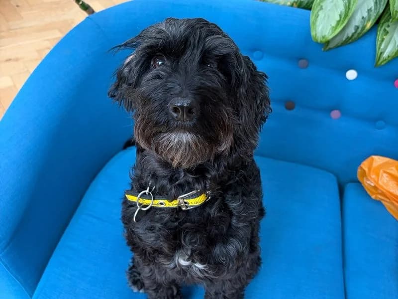 Puddle, female 5yo Cocker Spaniel for adoption at Dogs Trust Shrewsbury, Telford