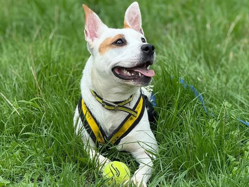 Lumi, female young Staffordshire Bull Terrier for adoption at Dogs Trust Shrewsbury, Telford