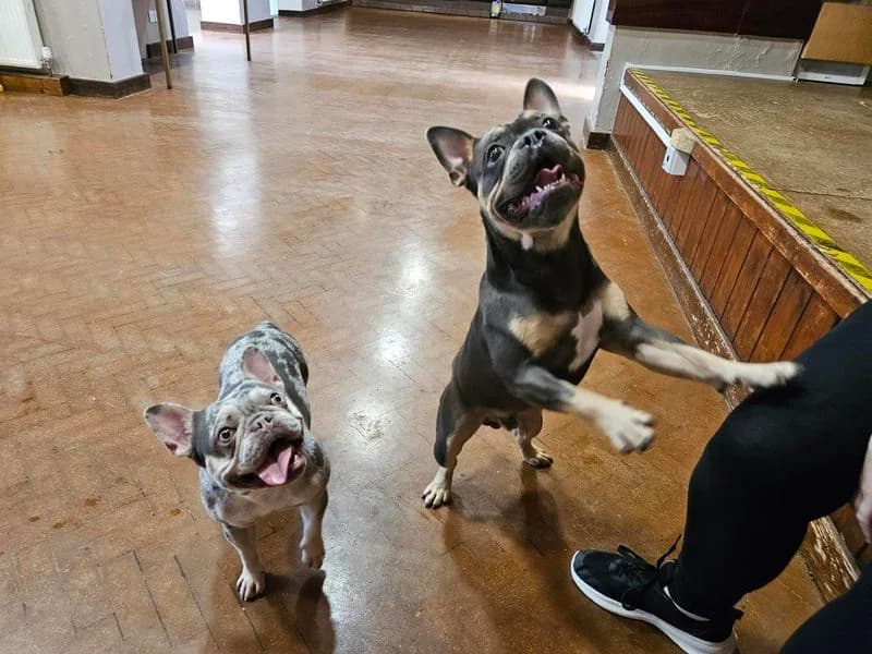 Rolo 2, male puppy English Bulldog for adoption at Dogs Trust Shrewsbury, Telford