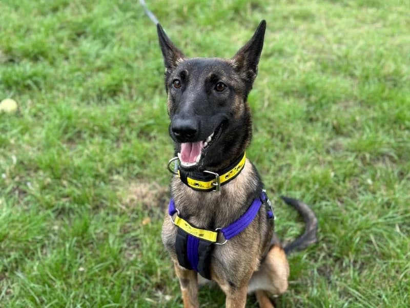 Maisie, female young Belgian Malinois for adoption at Dogs Trust Shrewsbury, Telford