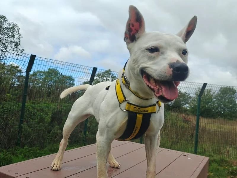 Dove, female senior Staffordshire Bull Terrier for adoption at Dogs Trust Shrewsbury, Telford