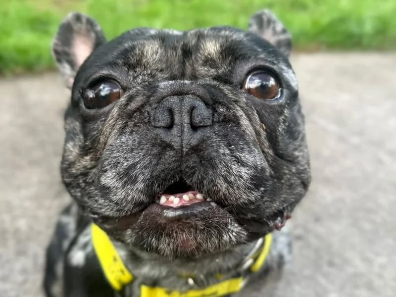 Hugo, male senior English Bulldog for adoption at Dogs Trust Shrewsbury, Telford