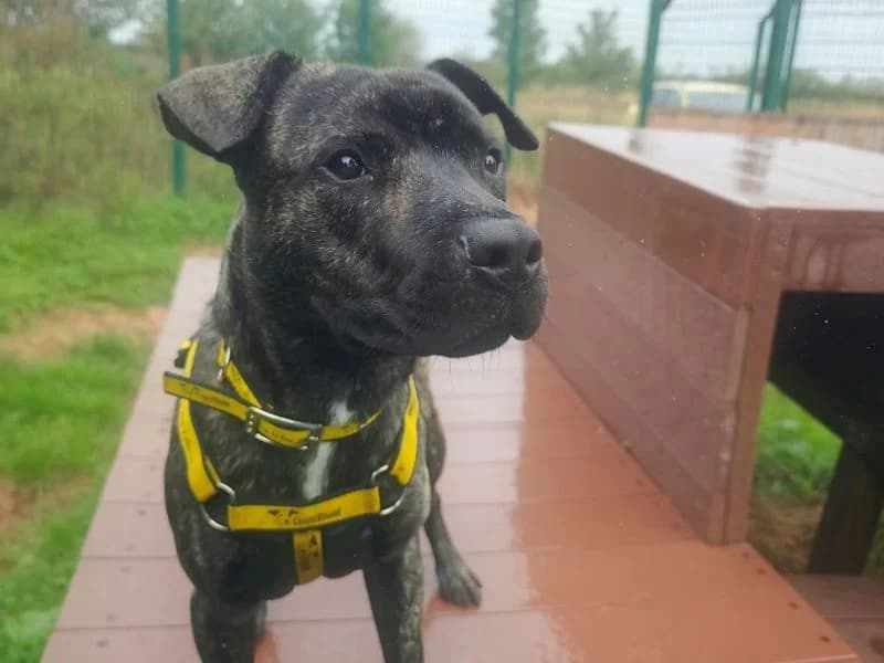 Teddy, male young Staffordshire Bull Terrier for adoption at Dogs Trust Shrewsbury, Telford