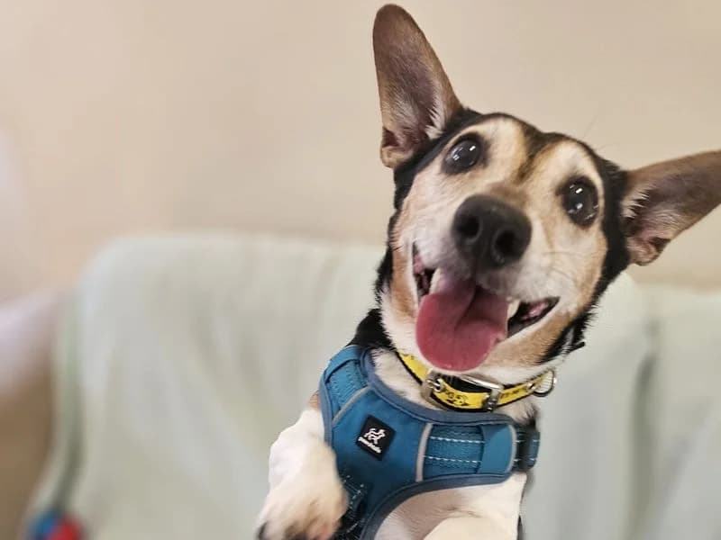 Quinn, male senior Jack Russell Terrier for adoption at Dogs Trust Shrewsbury, Telford