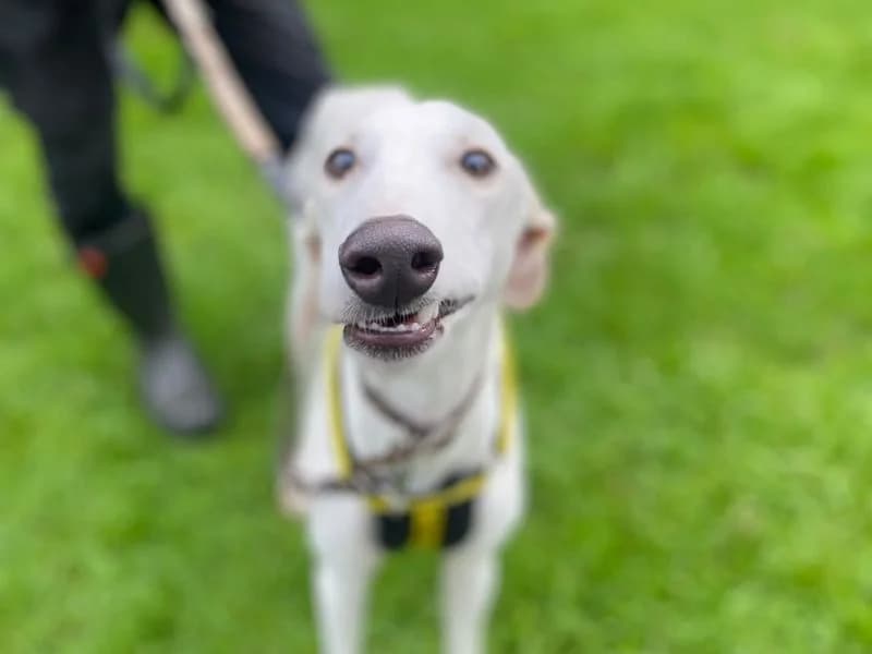 Vinnie, male puppy Lurcher for adoption at Dogs Trust Shrewsbury, Telford
