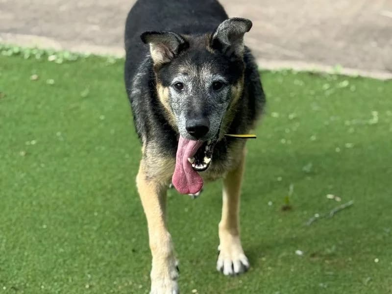 Marshall, male senior mixed breed for adoption at Dogs Trust Shrewsbury, Telford