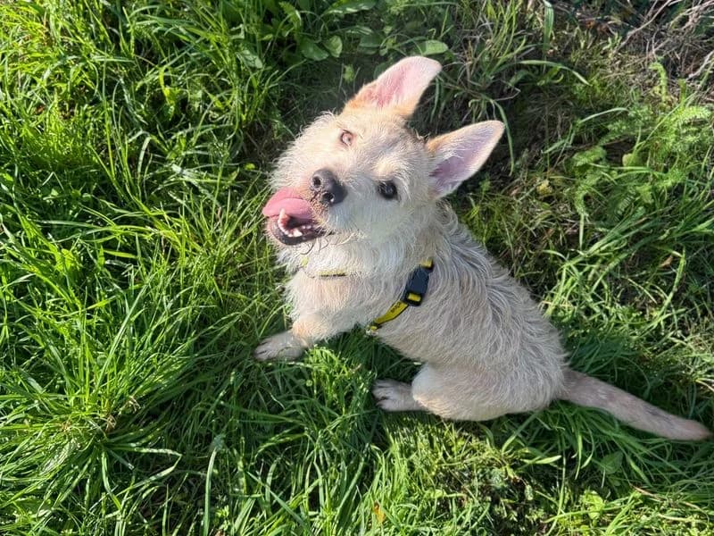 Sandy, female 5yo Jack Russell Terrier for adoption at Dogs Trust Shrewsbury, Telford