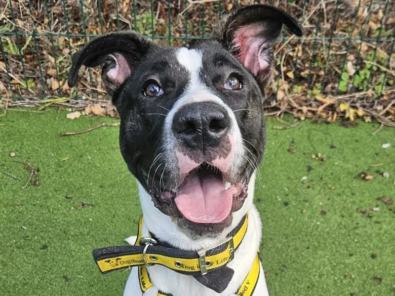Mango, male puppy mixed breed for adoption at Dogs Trust Shrewsbury, Telford