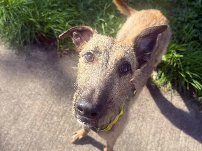 Mateo, male young Lurcher for adoption at Dogs Trust Shrewsbury, Telford
