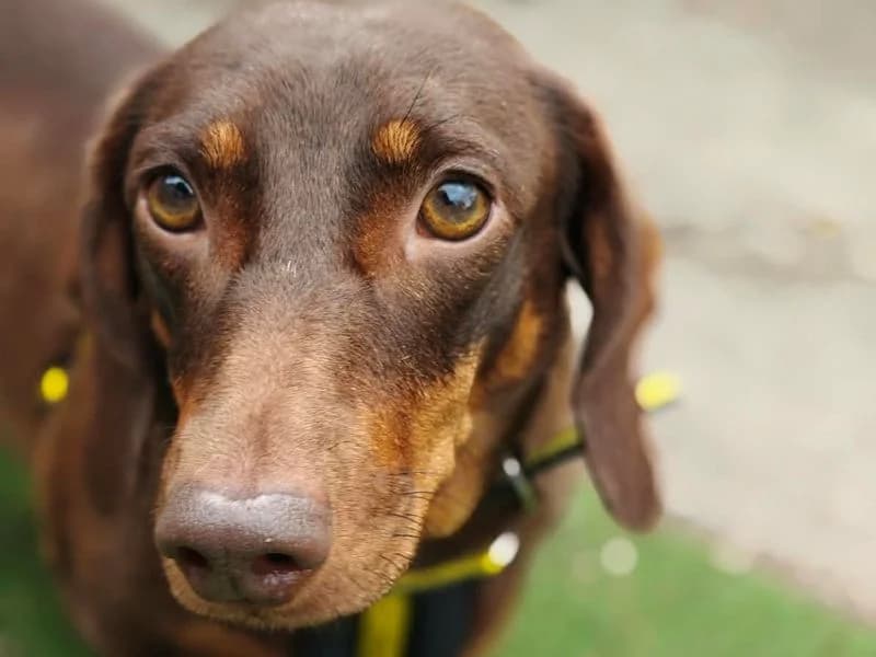 Grape, female 3yo mixed breed for adoption at Dogs Trust Shrewsbury, Telford