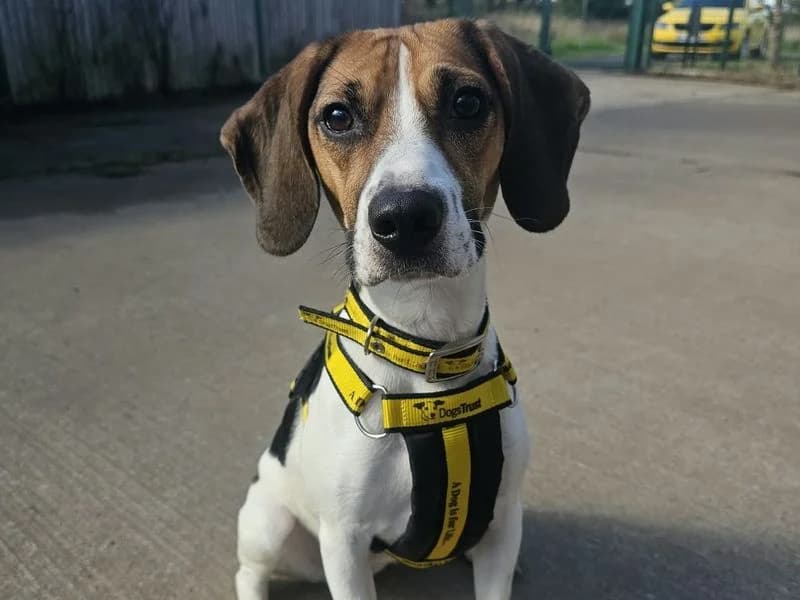 Clementine, female 5yo Beagle for adoption at Dogs Trust Shrewsbury, Telford