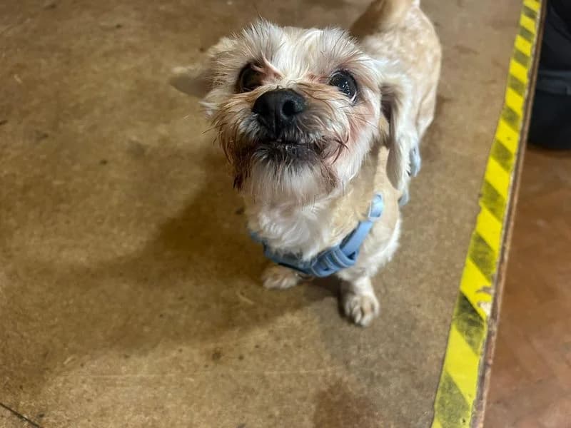 Victor, male 6yo Shih Tzu for adoption at Dogs Trust Shrewsbury, Telford