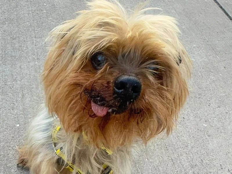 Tiny, male senior Yorkshire Terrier for adoption at Dogs Trust Shrewsbury, Telford