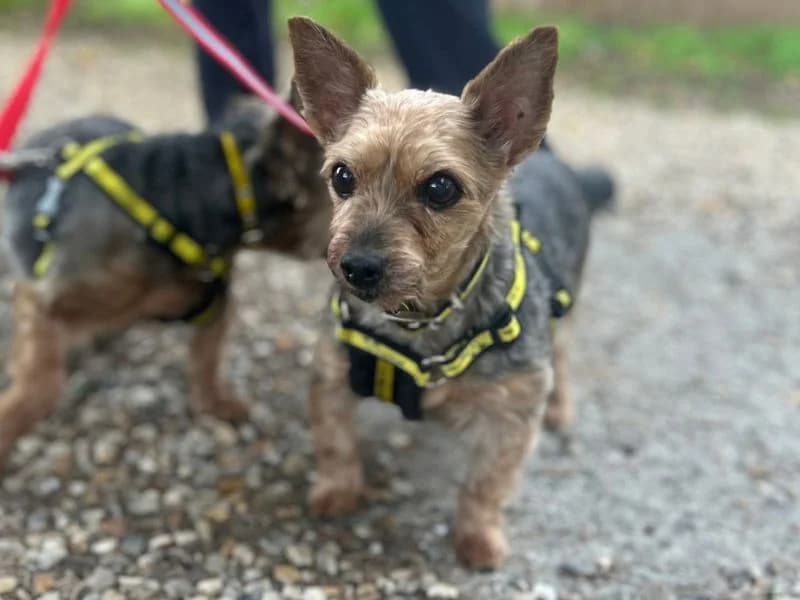 Ella, female senior Yorkshire Terrier for adoption at Dogs Trust Snetterton, Snetterton
