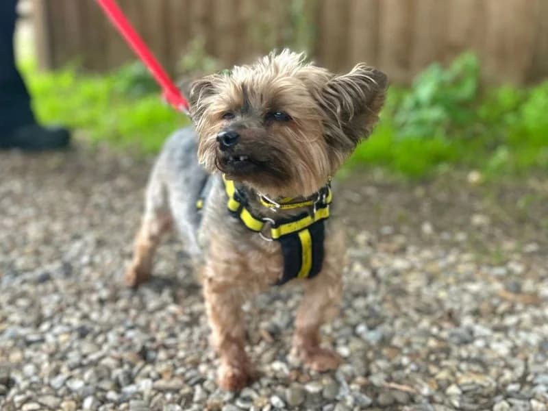Lola Y, female senior Yorkshire Terrier for adoption at Dogs Trust Snetterton, Snetterton