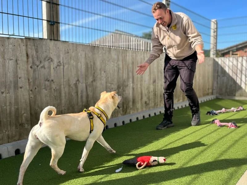Lola Bear, female 7yo Shar Pei for adoption at Dogs Trust Snetterton, Snetterton