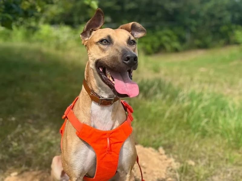 Charlie Harley, male 7yo mixed breed for adoption at Dogs Trust Snetterton, Snetterton