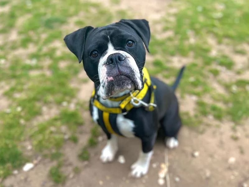 Skye, female young English Bulldog for adoption at Dogs Trust Snetterton, Snetterton
