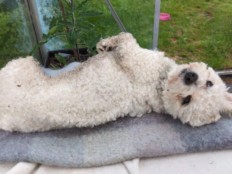 Marigold, female young Bichon Frisé for adoption at Dogs Trust Snetterton, Snetterton