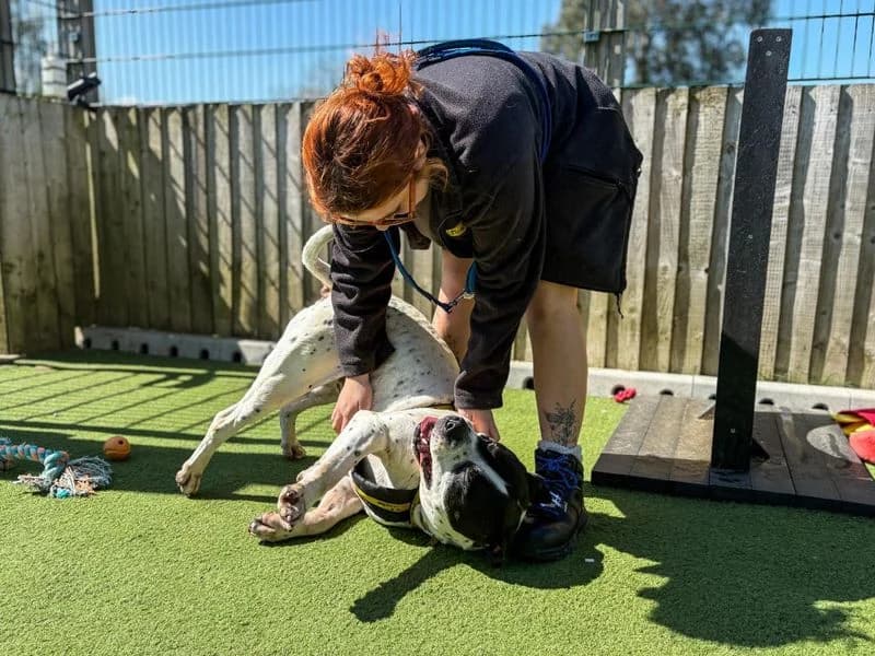 Charlie, male senior English Bulldog for adoption at Dogs Trust Snetterton, Snetterton