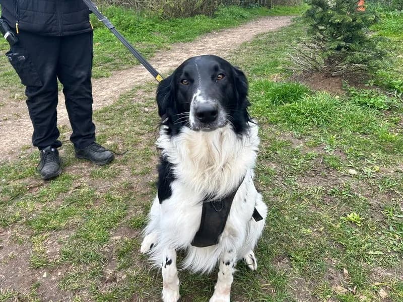 Buddy, male young Collie for adoption at Dogs Trust Snetterton, Snetterton